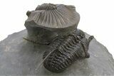 Scabriscutellum Trilobite Laying On Spiny Cyphaspis #312739-4